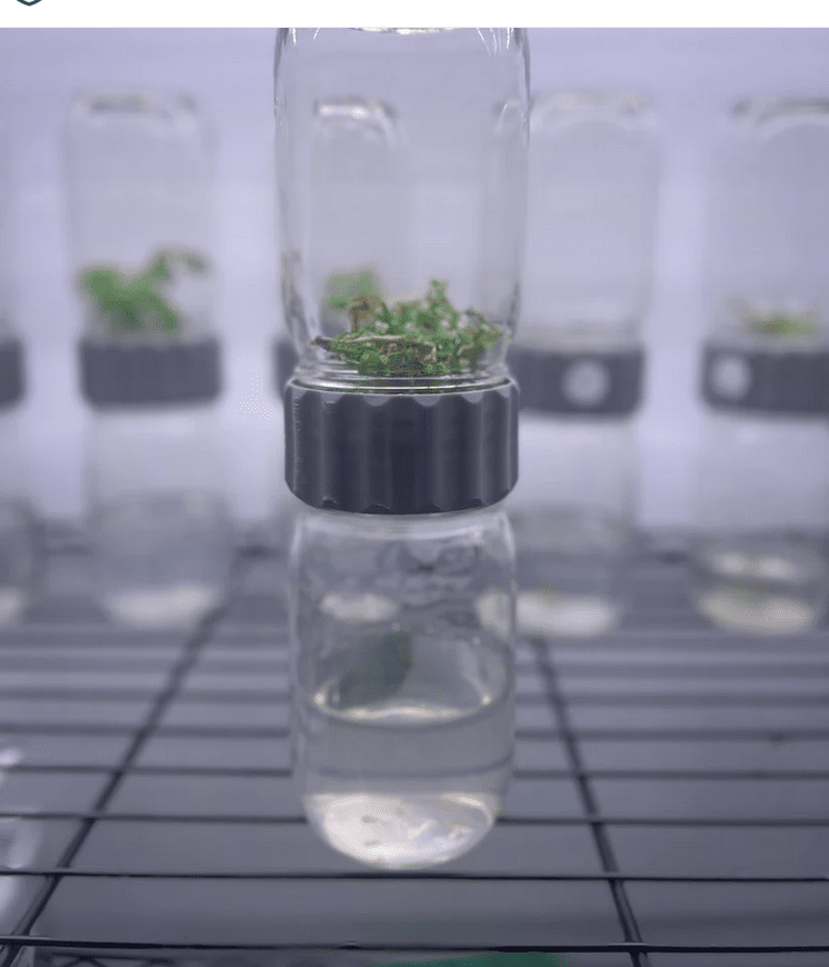 Plant Cell Biocoupler™ collar only (regular mouth) 8 Small green plantlets in a Plant Cell Biocoupler™ Glass Set (454ml, 340ml, 227ml) with black lids, displayed on a metal rack in a laboratory setting.