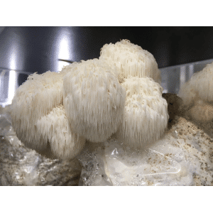 Lion’s Mane Dazzle (Hericium erinaceus) mushroom liquid culture produces white, shaggy, cascading spines in a controlled cultivation environment.