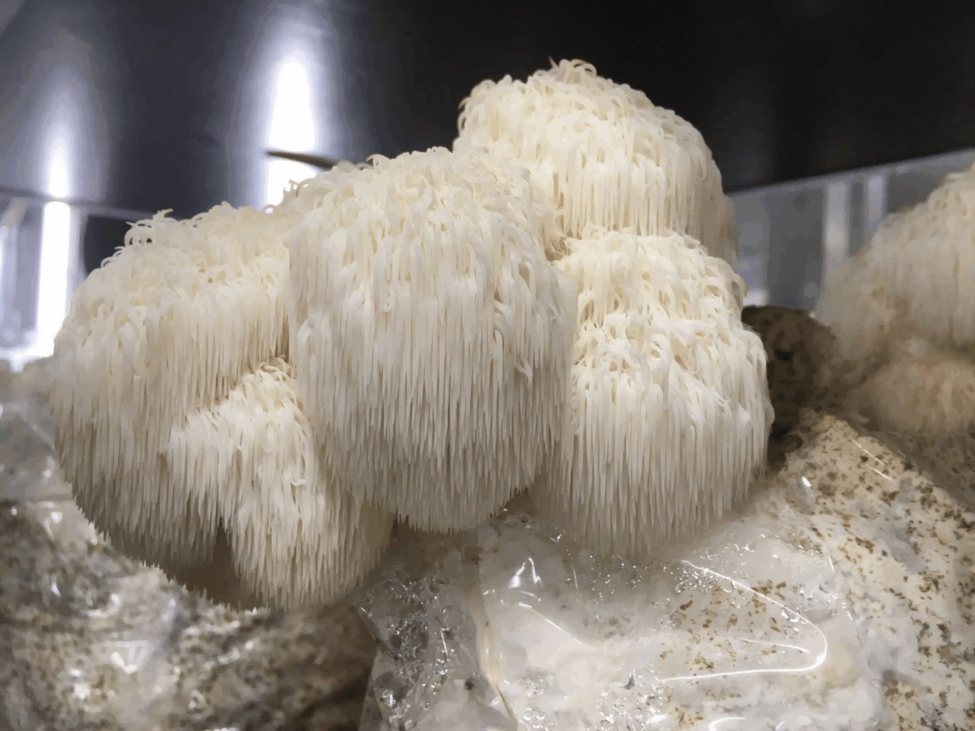 Lion's Mane Mushroom Grow Kit 1 Lion’s Mane Dazzle (Hericium erinaceus) mushroom liquid culture produces white, shaggy, cascading spines in a controlled cultivation environment.