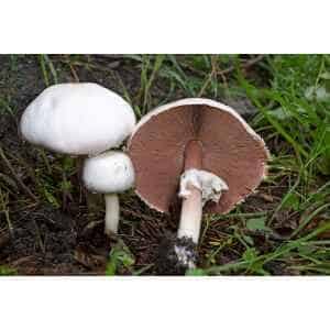 Three Horse mushrooms (Agaricus arvensis) grow in grass; one is turned to display its brown gills and stem. Mushroom Liquid Culture available.