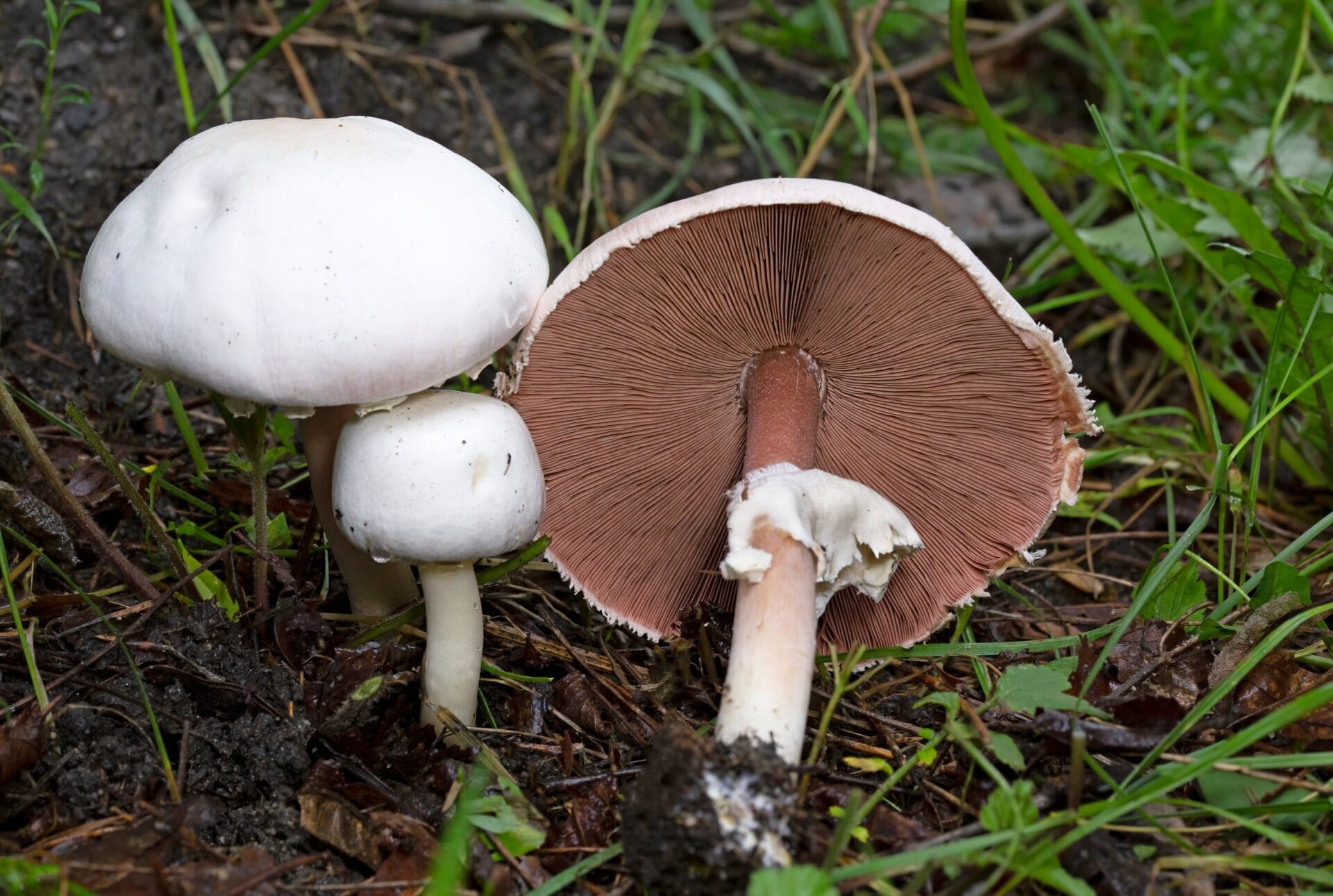 Mushroom Liquid Culture | Horse mushroom | Agaricus arvensis 1 Three Horse mushrooms (Agaricus arvensis) grow in grass; one is turned to display its brown gills and stem. Mushroom Liquid Culture available.