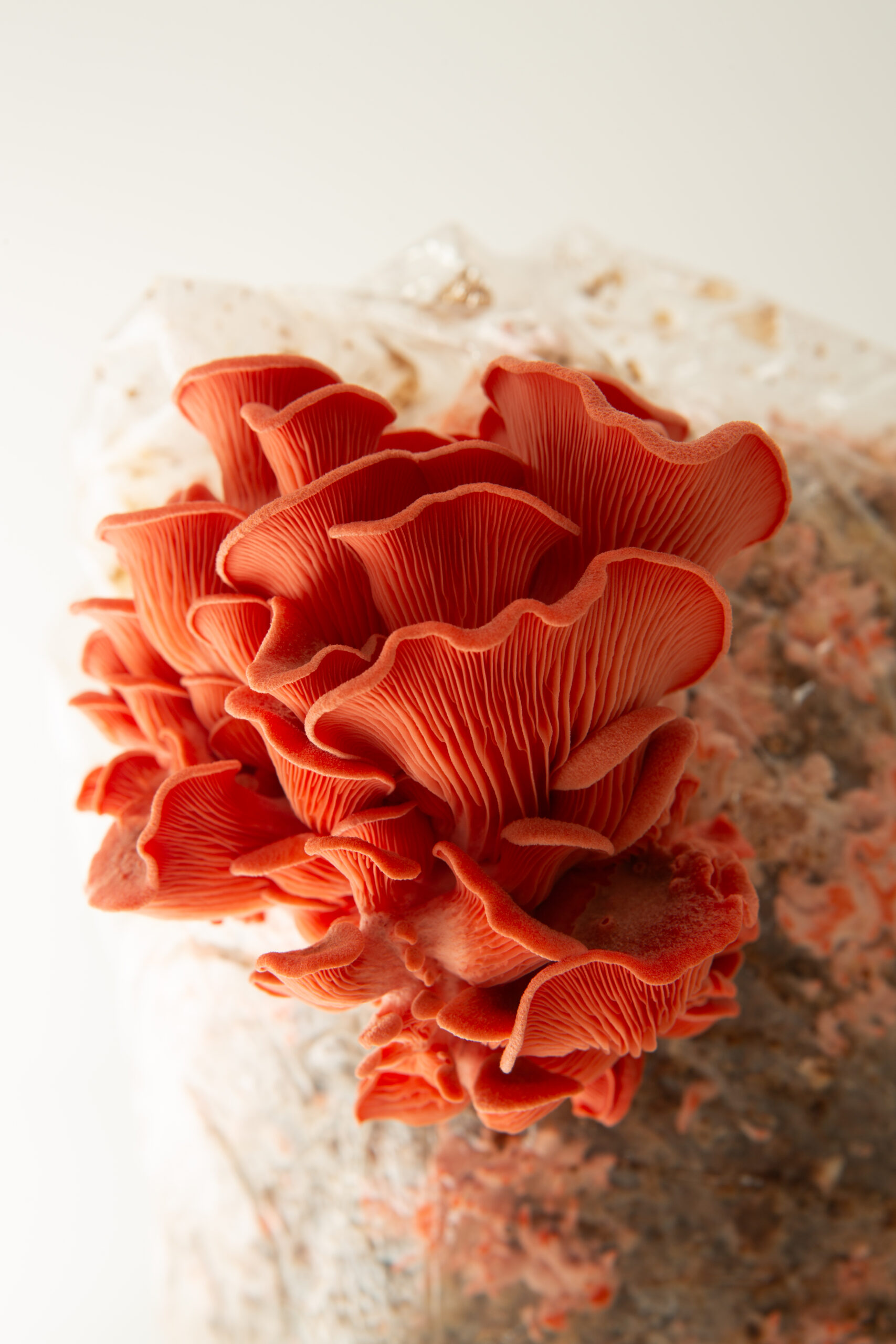 Pink Oyster | Pleurotus djamor | Mushroom Grow Kit- Spray and Grow 2 Bright pink clusters of Pink Oyster (Pleurotus djamour) mushrooms grow from the 3kg Mushroom Grow Kit—Spray and Grow—against a white background.