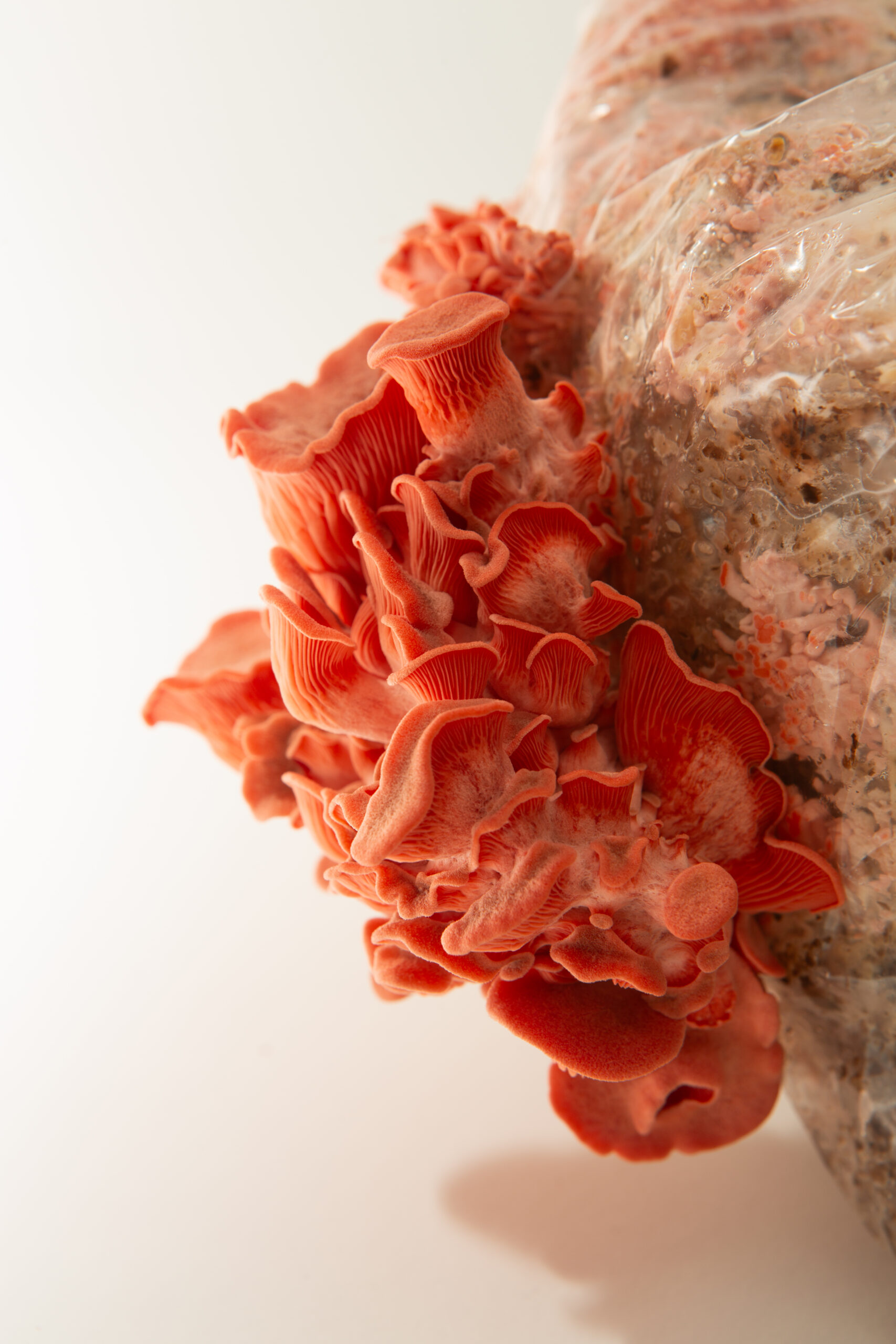 Pink Oyster | Pleurotus djamor | Mushroom Grow Kit- Spray and Grow 3 Pink Oyster (Pleurotus djamour) mushrooms from the 3kg Spray and Grow Mushroom Growing Kit emerge from a plastic-wrapped substrate block, set against a white background.