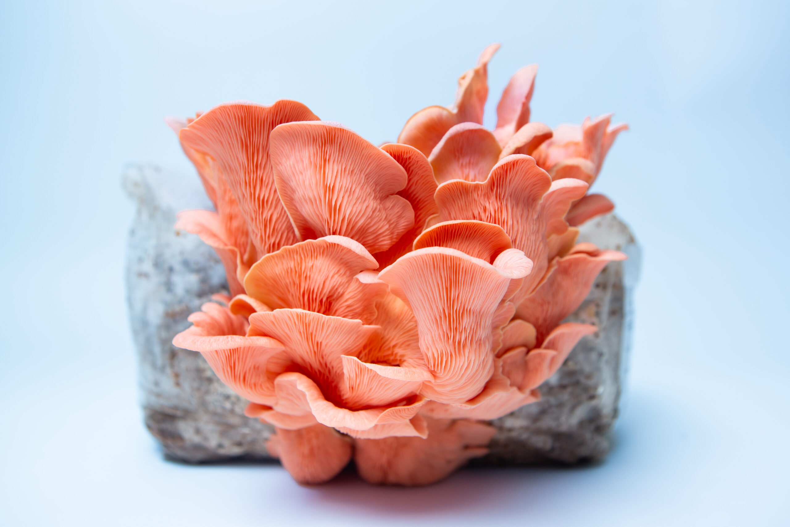 Pink Oyster | Pleurotus djamor | Mushroom Grow Kit- Spray and Grow 1 Pink Oyster mushrooms (Pleurotus djamor) thrive on a log, showcased against a light blue background, grown using the Pink Oyster | Pleurotus djamor | Mushroom Grow Kit - Spray and Grow - 3kg.