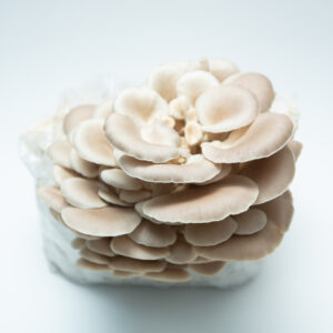 A cluster of Tan Oyster (Pleurotus ostreatus) mushrooms from the 3kg Mushroom Grow Kit - Spray and Grow is seen growing from its white substrate against a plain white background.