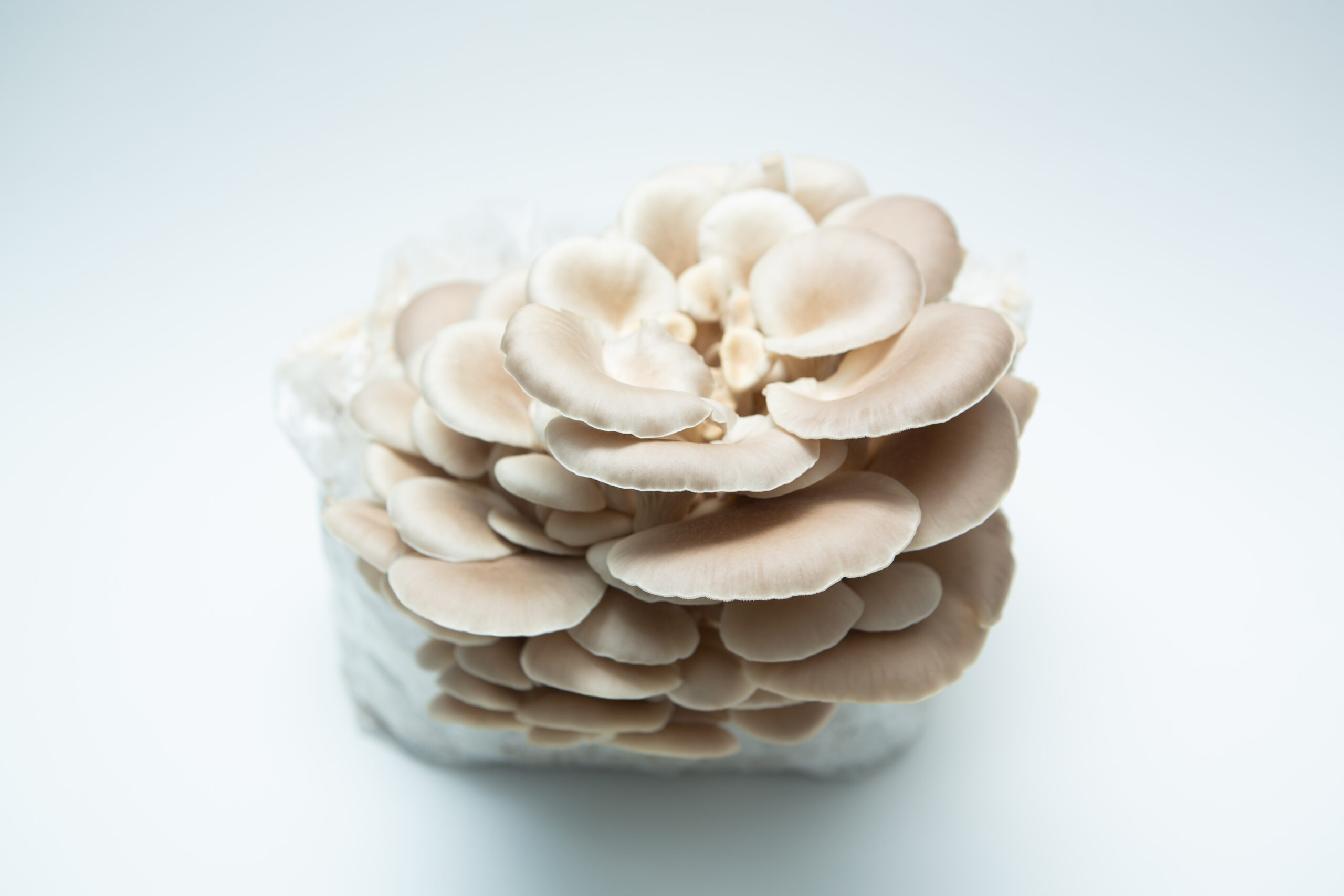 Tan Oyster | Pleurotus ostreatus | Mushroom Fruiting Blocks - 3kg ( Wholesale for Farms) 1 A cluster of Tan Oyster (Pleurotus ostreatus) mushrooms from the 3kg Mushroom Grow Kit - Spray and Grow is seen growing from its white substrate against a plain white background.