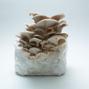 Mushroom Supplies in Sydney 20 Tan Oyster (Pleurotus ostreatus) mushrooms emerging from the 3kg Mushroom Grow Kit—Spray and Grow—showcasing the ease and beauty of home mushroom cultivation.