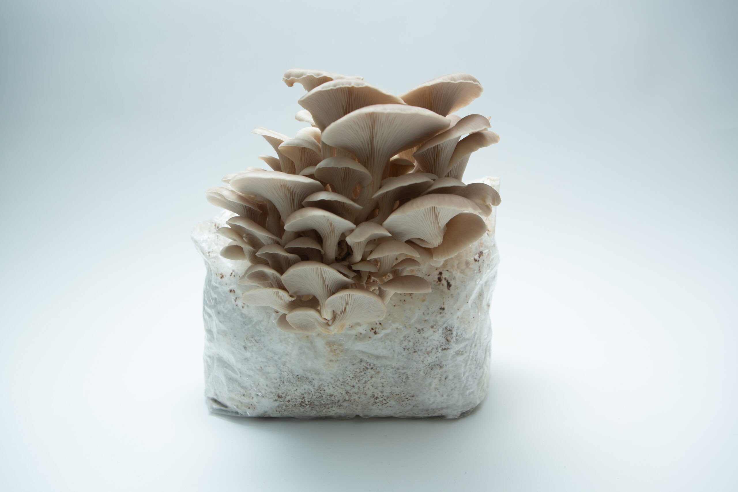 Tan Oyster | Pleurotus ostreatus | Mushroom Fruiting Blocks - 3kg ( Wholesale for Farms) 5 Tan Oyster (Pleurotus ostreatus) mushrooms emerging from the 3kg Mushroom Grow Kit—Spray and Grow—showcasing the ease and beauty of home mushroom cultivation.