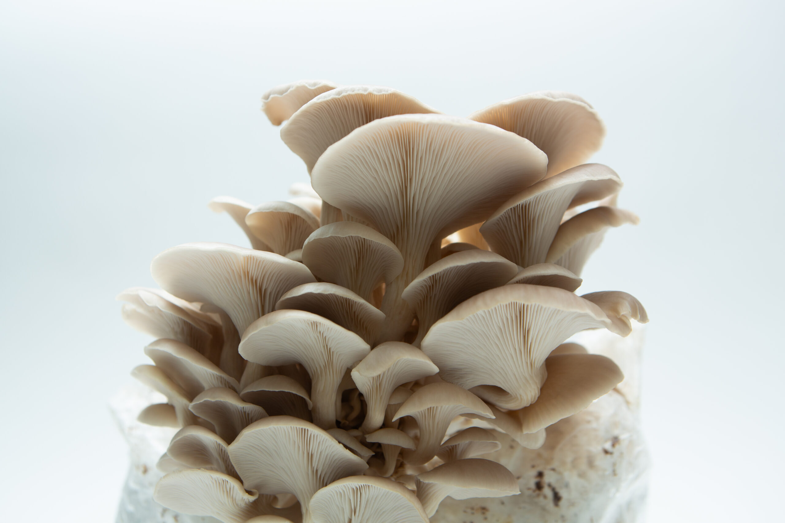 Tan Oyster | Pleurotus ostreatus | Mushroom Fruiting Blocks - 3kg ( Wholesale for Farms) 4 Close-up of Tan Oyster (Pleurotus ostreatus) mushrooms growing in a cluster, featured with the Mushroom Grow Kit - Spray and Grow, 3kg.