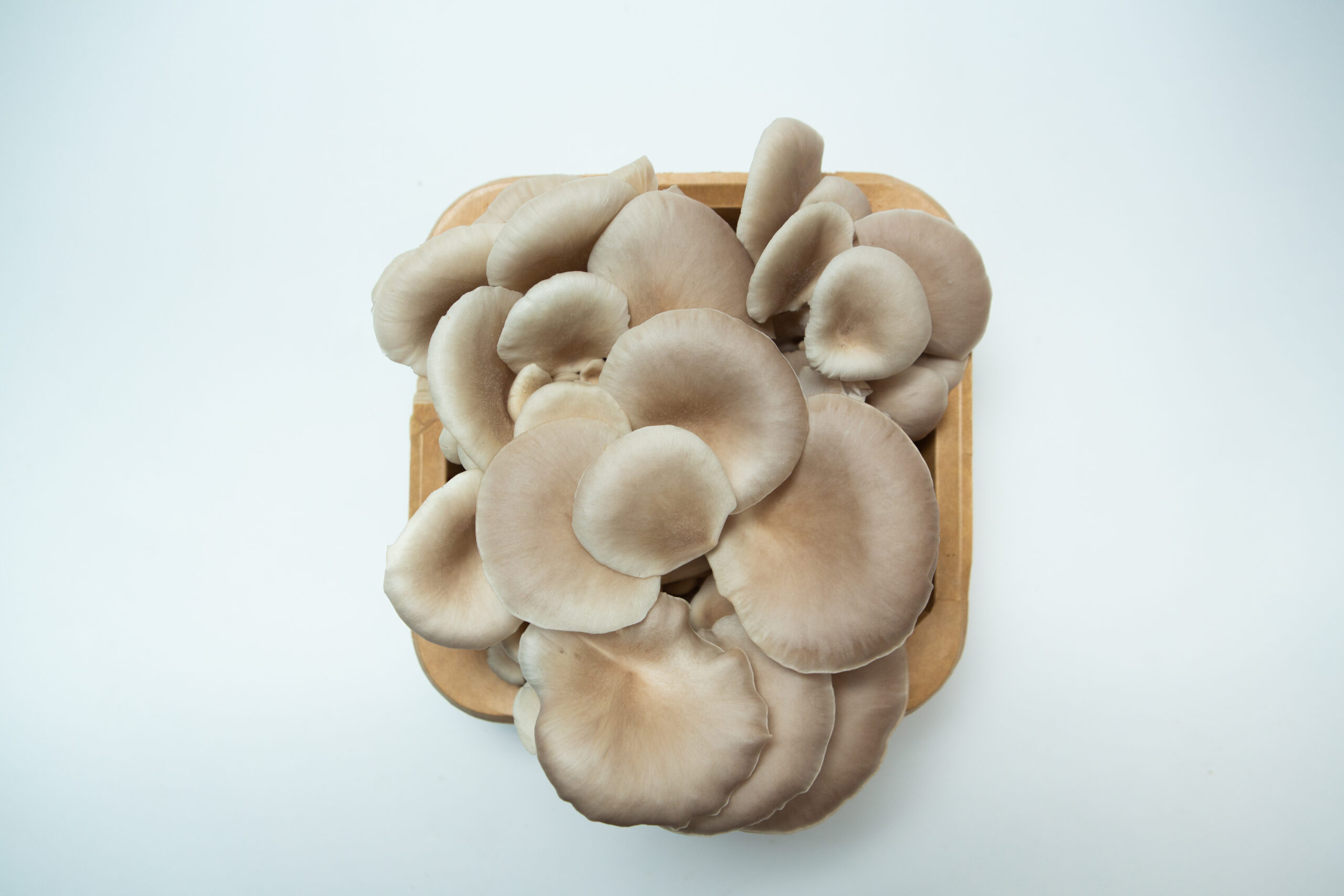 Tan Oyster | Pleurotus ostreatus | Mushroom Fruiting Blocks - 3kg ( Wholesale for Farms) 3 A 3kg Tan Oyster (Pleurotus ostreatus) Mushroom Growing Kit - Spray and Grow, viewed from above on a white background.