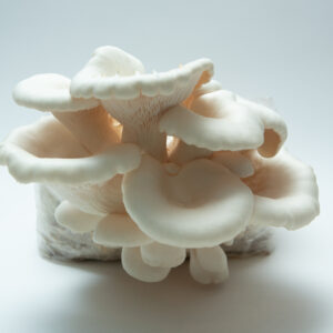 A cluster of Snow White Oyster mushrooms (Pleurotus ostreatus) thriving on the Snow White Oyster | Pleurotus ostreatus | Mushroom Grow Kit – Spray and Grow, set against a plain white background.