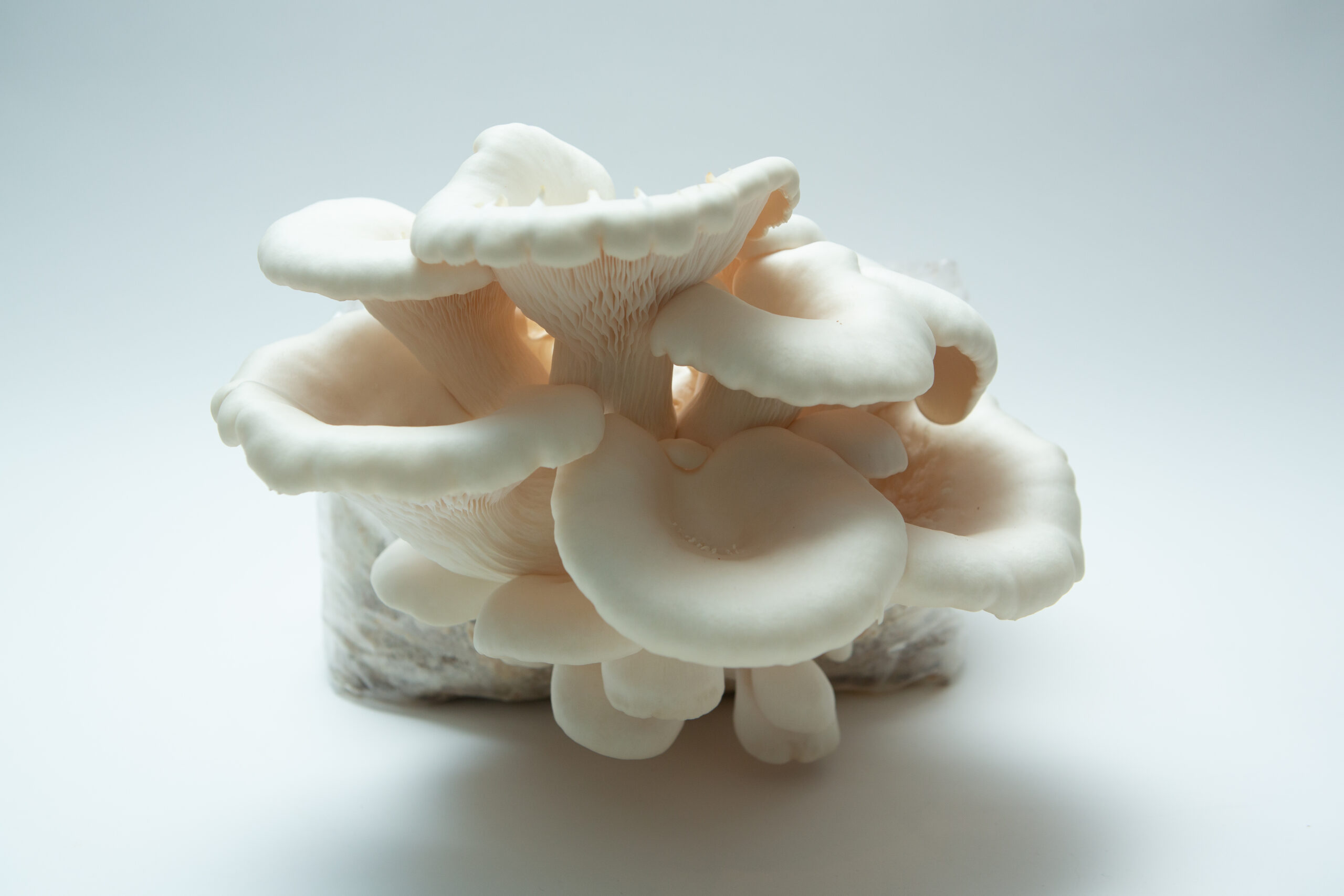 Snow White Oyster | Pleurotus ostreatus | Mushroom Fruiting Blocks - 3kg ( Wholesale for Farms) 1 A cluster of Snow White Oyster mushrooms (Pleurotus ostreatus) thriving on the Snow White Oyster | Pleurotus ostreatus | Mushroom Grow Kit – Spray and Grow, set against a plain white background.
