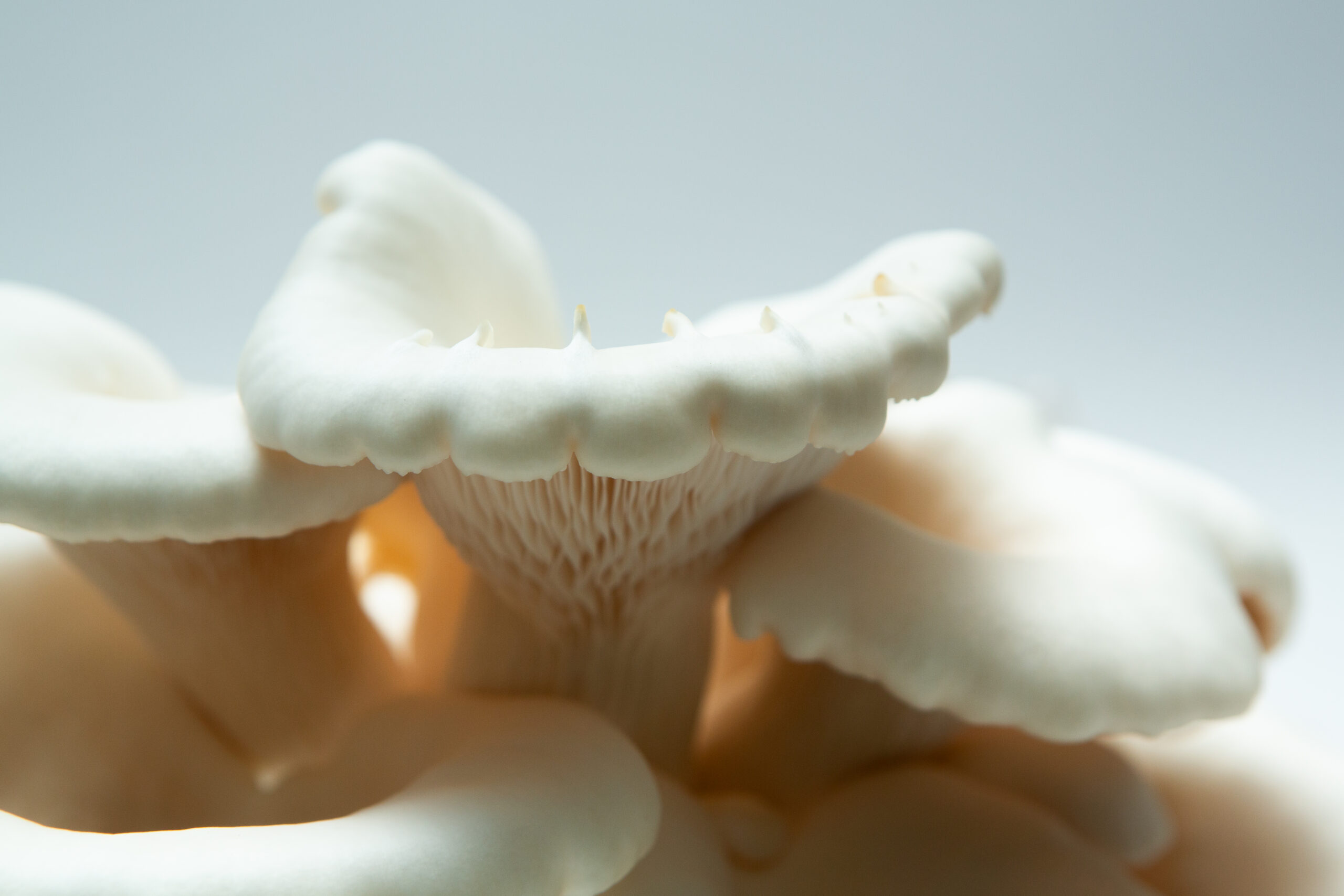 Snow White Oyster | Pleurotus ostreatus | Mushroom Fruiting Blocks - 3kg ( Wholesale for Farms) 2 Close-up of Snow White Oyster (Pleurotus ostreatus) mushrooms displays delicate gills and smooth caps—excellent results from the Snow White Oyster | Pleurotus ostreatus | Mushroom Grow Kit- Spray and Grow.