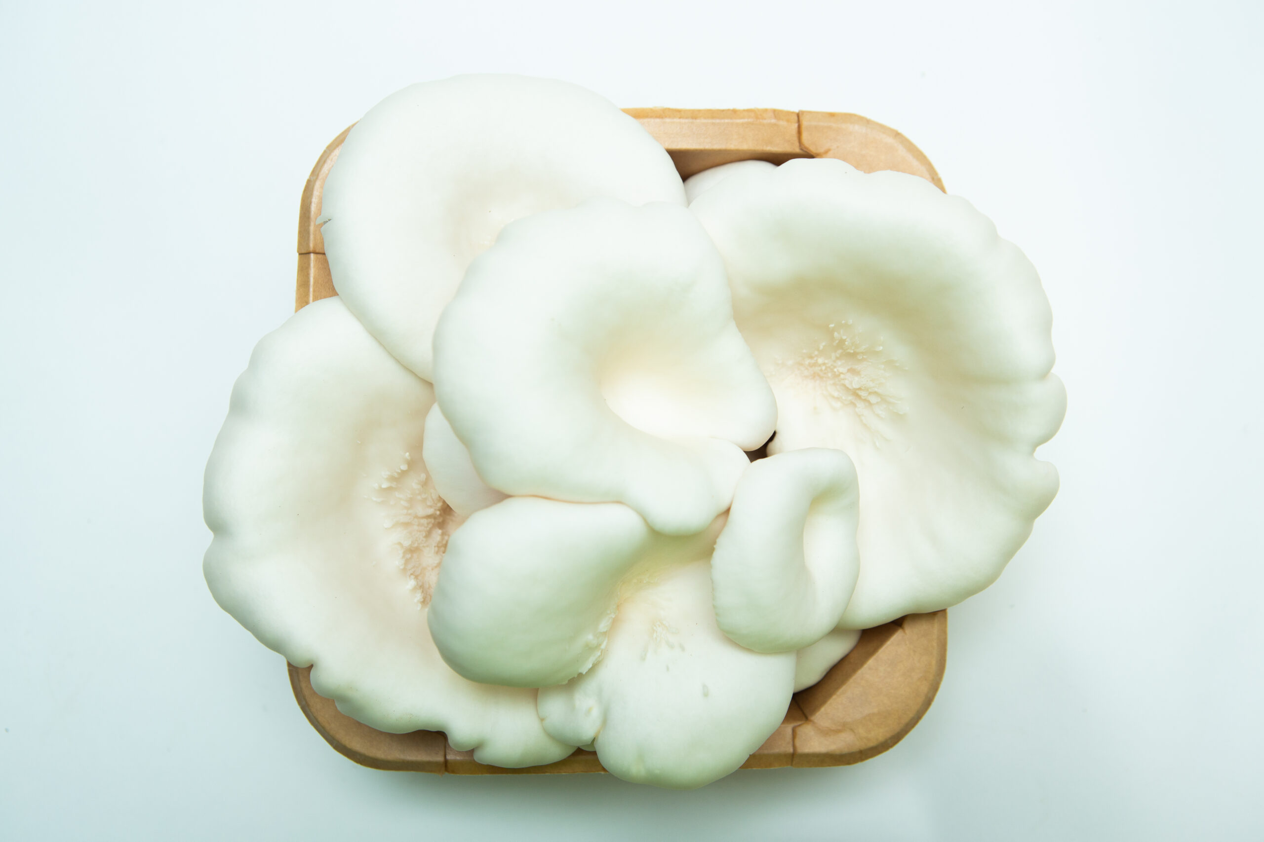 Snow White Oyster | Pleurotus ostreatus | Mushroom Fruiting Blocks - 3kg ( Wholesale for Farms) 3 A basket featuring the Snow White Oyster | Pleurotus ostreatus | Mushroom Grow Kit– Spray and Grow is displayed on a white background.