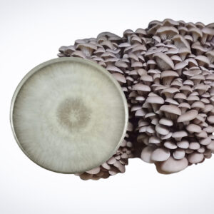 A cluster of Princess of Pearl Oyster (Pleurotus ostreatus) from our Mushroom Fruiting Blocks – 3kg sits beside a petri dish showing white fungal growth.