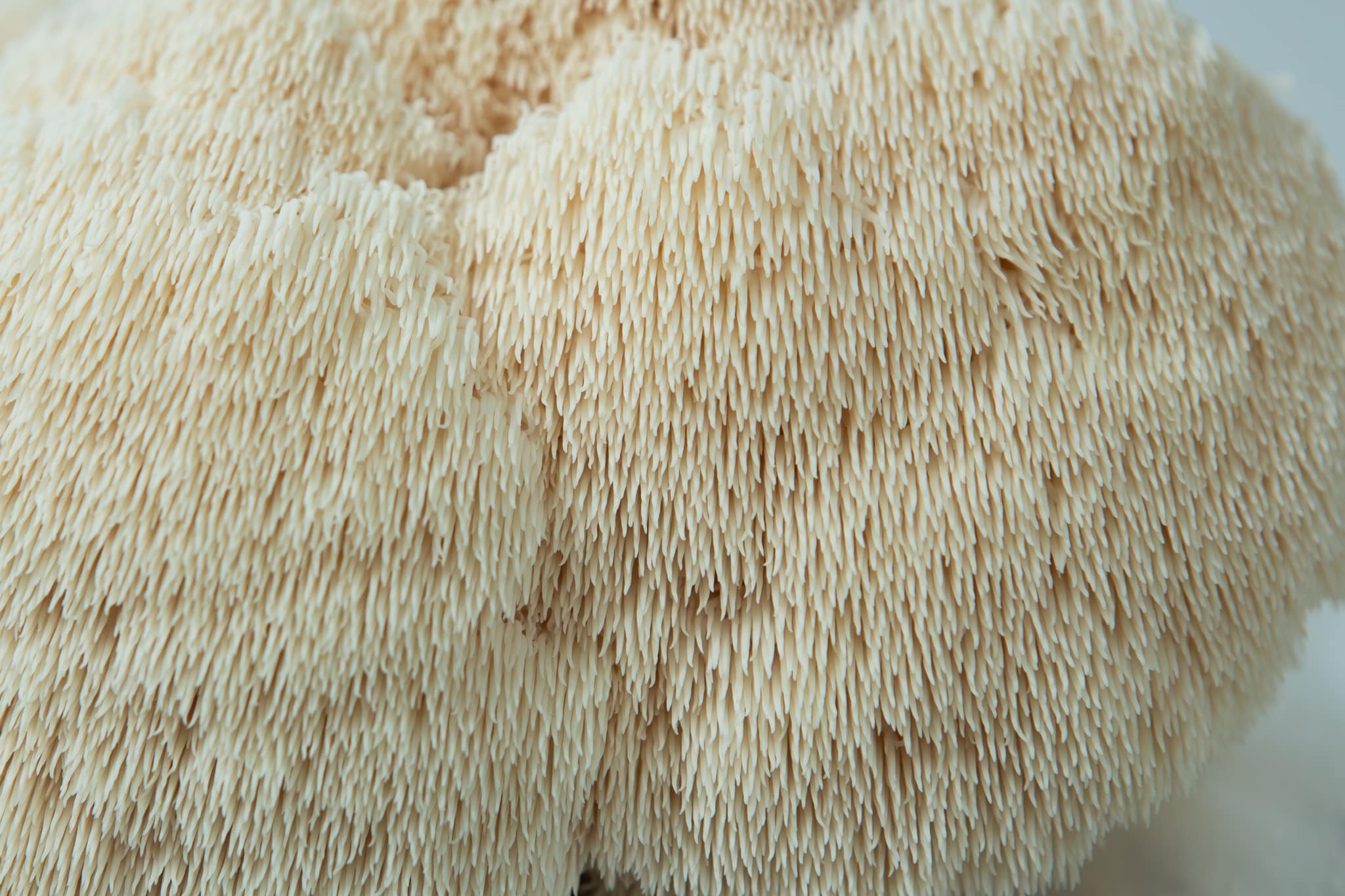 Lion’s Mane Beard Mushroom Spawn (Hericium erinaceus) | Grain Spawn 2 Close-up of Lion’s Mane (Hericium erinaceus) with soft, shaggy spines—ideal for growing at home with the Lion’s Mane Claw Heat Tolerant Mushroom Grow Kit | Spray and Grow | 3kg.