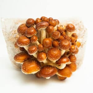 A cluster of brown and white Chestnut (Pholiota adiposa) mushrooms grows from 3kg Mushroom Fruiting Blocks—available wholesale for farms—against a white background.