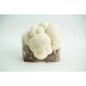 Christmas 15 A Lion’s Mane Pride 3kg mushroom fruiting block (Hericium erinaceus, wholesale for farms) with Lion’s Mane mushrooms growing against a white background.