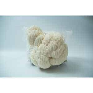 Lion’s Mane Claw Heat Tolerant (Hericium erinaceus) mushrooms sprouting from a 3kg Mushroom Grow Kit – Spray and Grow, set against a plain light background.