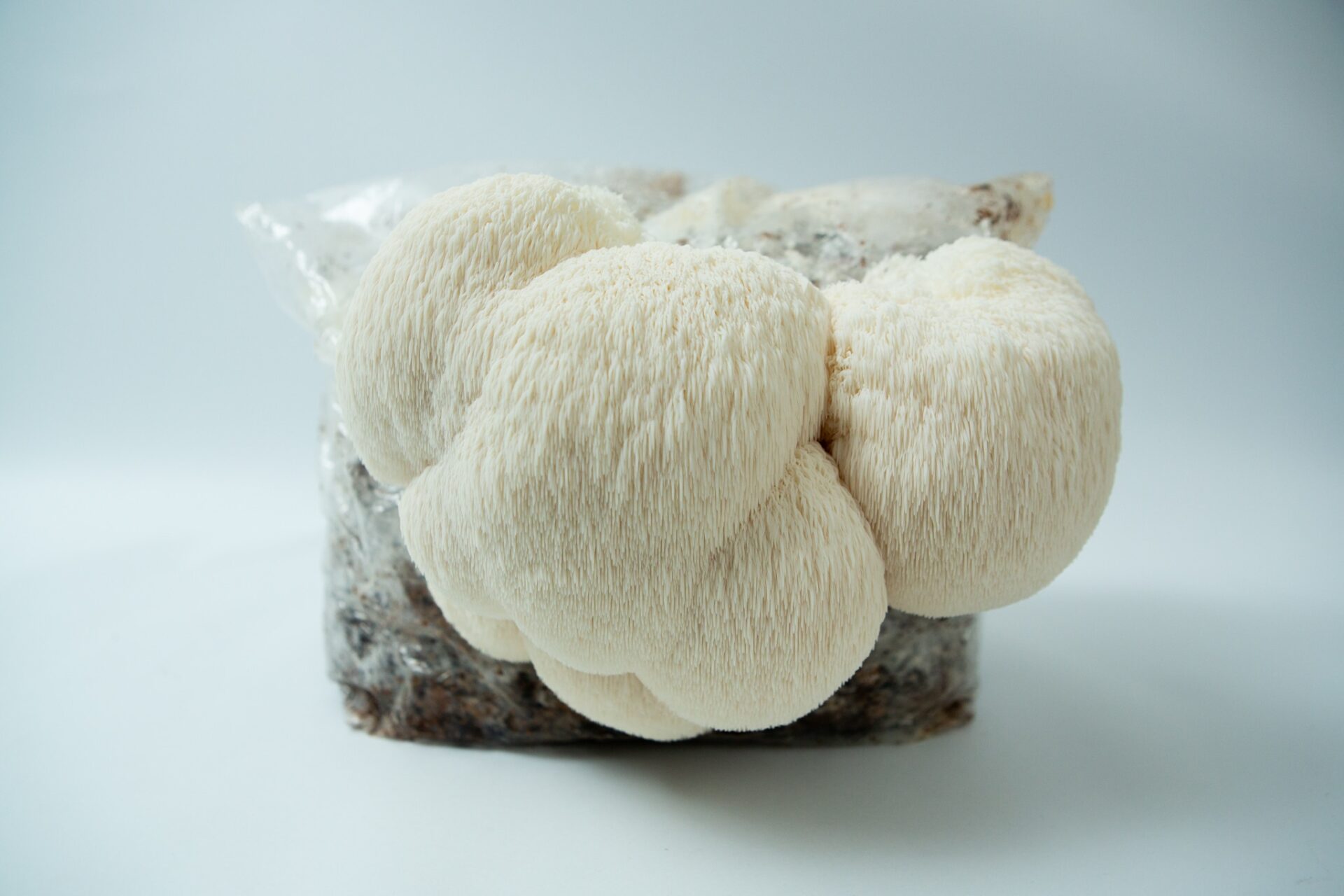 Mushroom Liquid Culture | Lion’s Mane Claw Heat Tolerant | Hericium erinaceus | Commercial 1 A cluster of white Lion’s Mane mushrooms (Hericium erinaceus) grows from the Lion’s Mane Claw Heat Tolerant Mushroom Grow Kit – Spray and Grow, 3kg, inside a plastic bag with a blurred background.