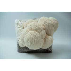 Lion’s Mane Claw Heat Tolerant (Hericium erinaceus) mushrooms growing from a 3kg Spray and Grow Mushroom Grow Kit substrate bag against a plain white background.