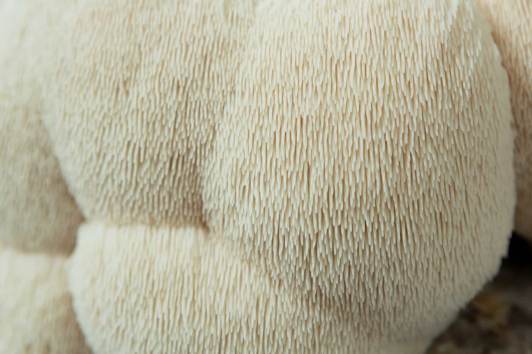 Mushroom Liquid Culture | Lion’s Mane Claw Heat Tolerant | Hericium erinaceus | Commercial 2 Close-up of the Lion’s Mane Claw Heat Tolerant (Hericium erinaceus) shows its dense, white spines—perfect for home cultivation with the 3kg Mushroom Grow Kit: Spray and Grow.