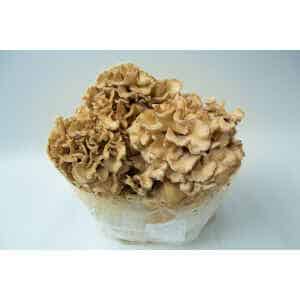 Cluster of light brown, ruffled mushrooms growing from a white substrate, cultivated using the Lion’s Mane Claw Heat Tolerant | Hericium erinaceus | Mushroom Grow Kit - Spray and Grow - 3kg.