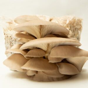 Princess of Pearl Oyster (Pleurotus ostreatus) mushrooms fruiting from 3kg blocks, highlighting the quality of our wholesale mushroom fruiting blocks—ideal for farms seeking top-tier yields.