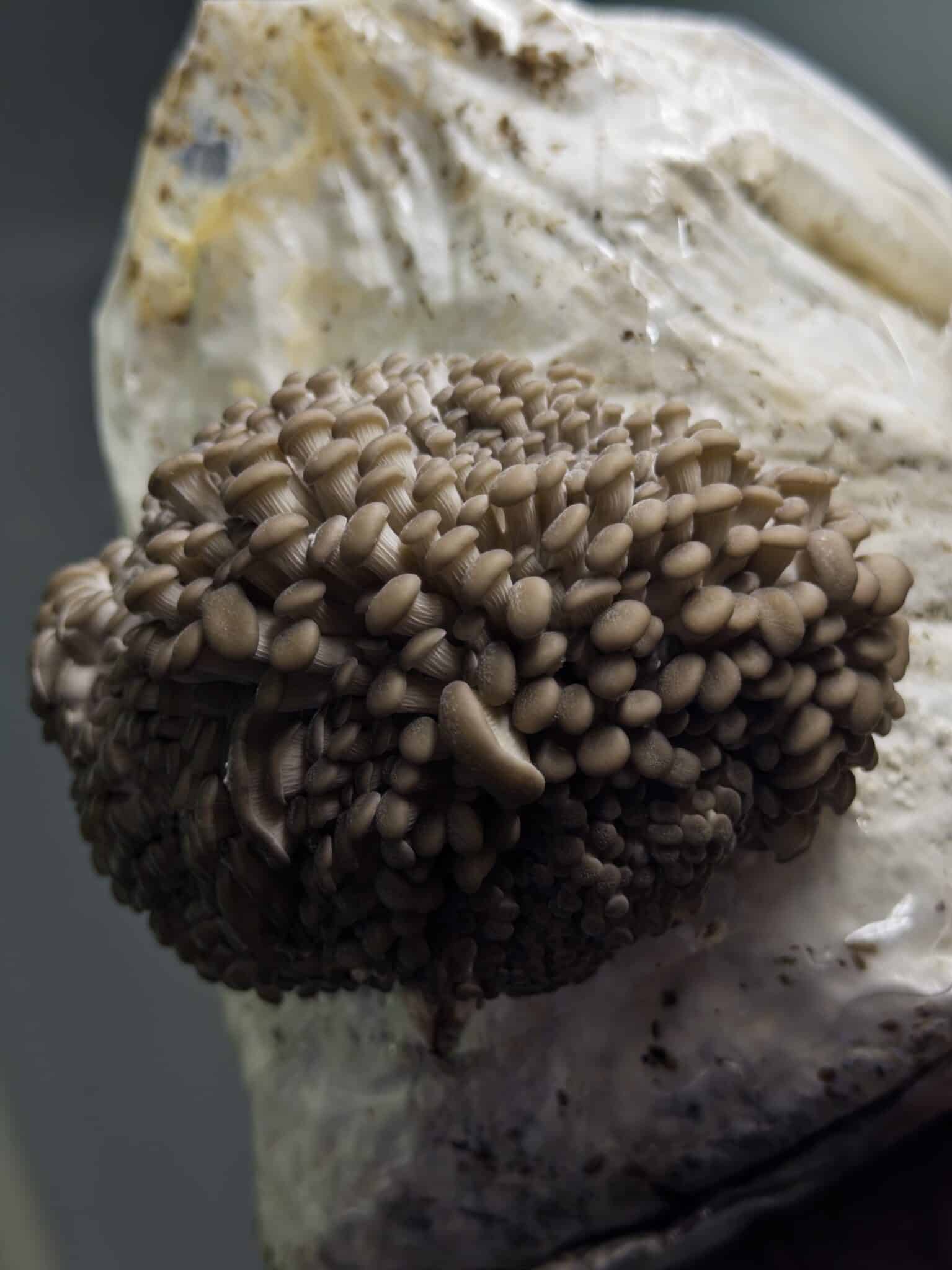 Princess of Pearl Oyster | Pleurotus ostreatus | Mushroom Grow Kit- Spray and Grow - 3kg 3 Princess of Pearl Oyster (Pleurotus ostreatus) Mushroom Fruiting Blocks, 3kg, deliver reliable and abundant harvests—ideal wholesale option for farms seeking quality oyster mushrooms.