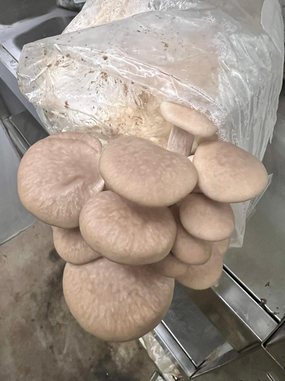 Warm White Oyster | Pleurotus ostreatus | Mushroom Grow Kit- Spray and Grow - 3kg 3 A cluster of warm white oyster mushrooms (Pleurotus ostreatus) grows from the 3kg Spray and Grow Mushroom Growing Kit on a metal shelf.