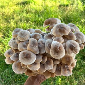 A hand holds a large cluster of light brown Lentinula edodes from the Shiitake – 3782 Mushroom Grow Kit (Spray and Grow, 3kg) outdoors, with grass in the background.