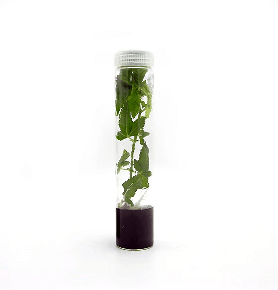 Plant Cell | Athena | Roots™ Tissue Culture Media Box of 10 3 A Plant Cell | Athena | Roots™ Tissue Culture Media (box of 10) features a small green plant growing in a clear plastic tube with a white cap, shown on a white background.