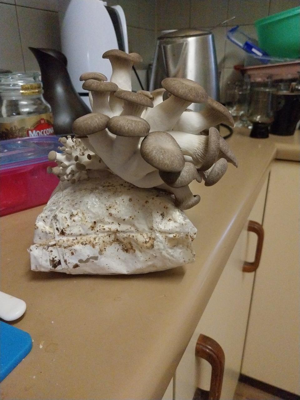 Black King Oyster Mushroom Grow Kit 7 Black King Oyster Mushroom Grow Kit showing fresh mushrooms sprouting on a kitchen worktop with utensils in the background.