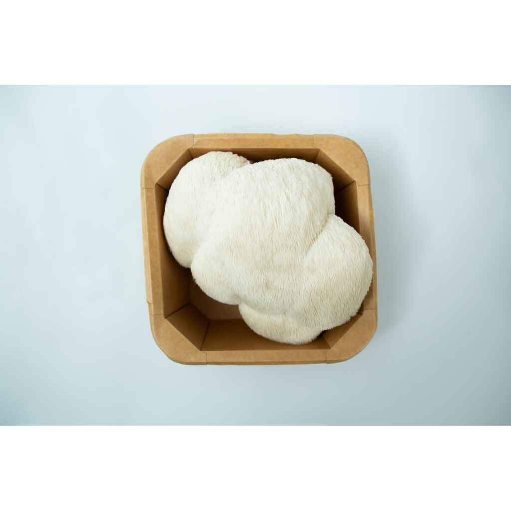 Mushroom Punnet | Fresh Lion's Mane Sydney | Collection only—fresh Lion's Mane mushrooms in a punnet, ready for Sydney foodies seeking top-quality produce.