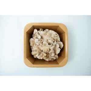 Mushroom Punnet | Maitake | Grifola frondosa in a brown cardboard carton filled with fresh mushrooms, displayed on a white background and viewed from above.