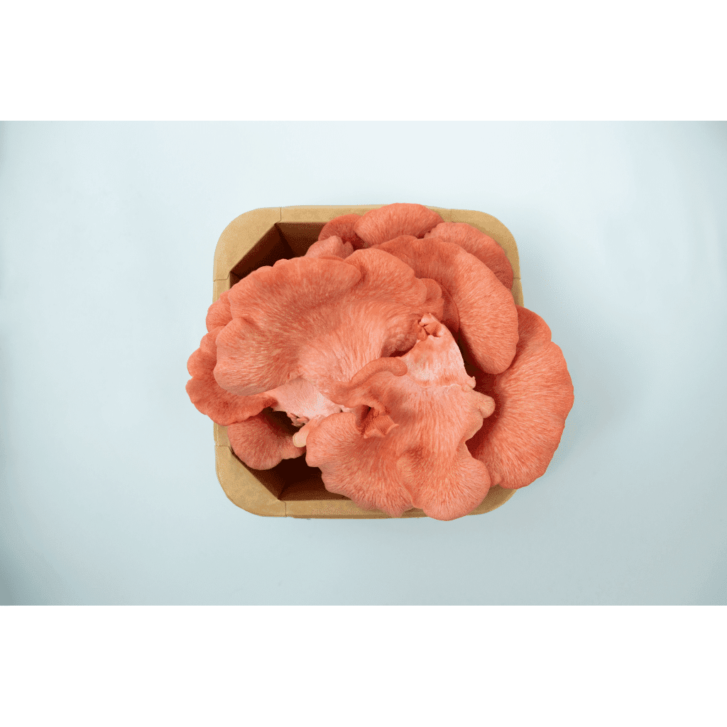 A Mushroom Punnet | Pink Oyster | Pleurotus djamor is filled with fresh, pink oyster mushrooms and sits on a light background.