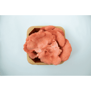 A Mushroom Punnet | Pink Oyster | Pleurotus djamor is filled with fresh, pink oyster mushrooms and sits on a light background.