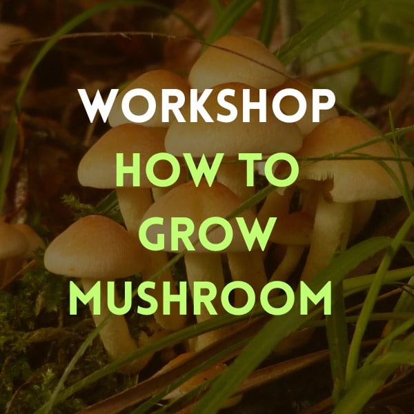 Workshop | Learn How to Grow Mushroom 1 A cluster of mushrooms with text: Workshop | Learn How to Grow Mushroom overlaid on the image.