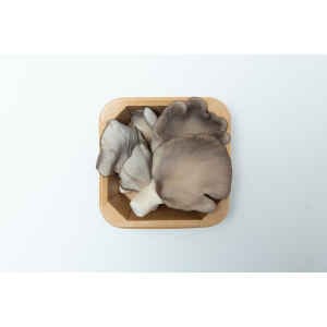 A BPO punnet cardboard tray holding several fresh oyster mushrooms on a white background.