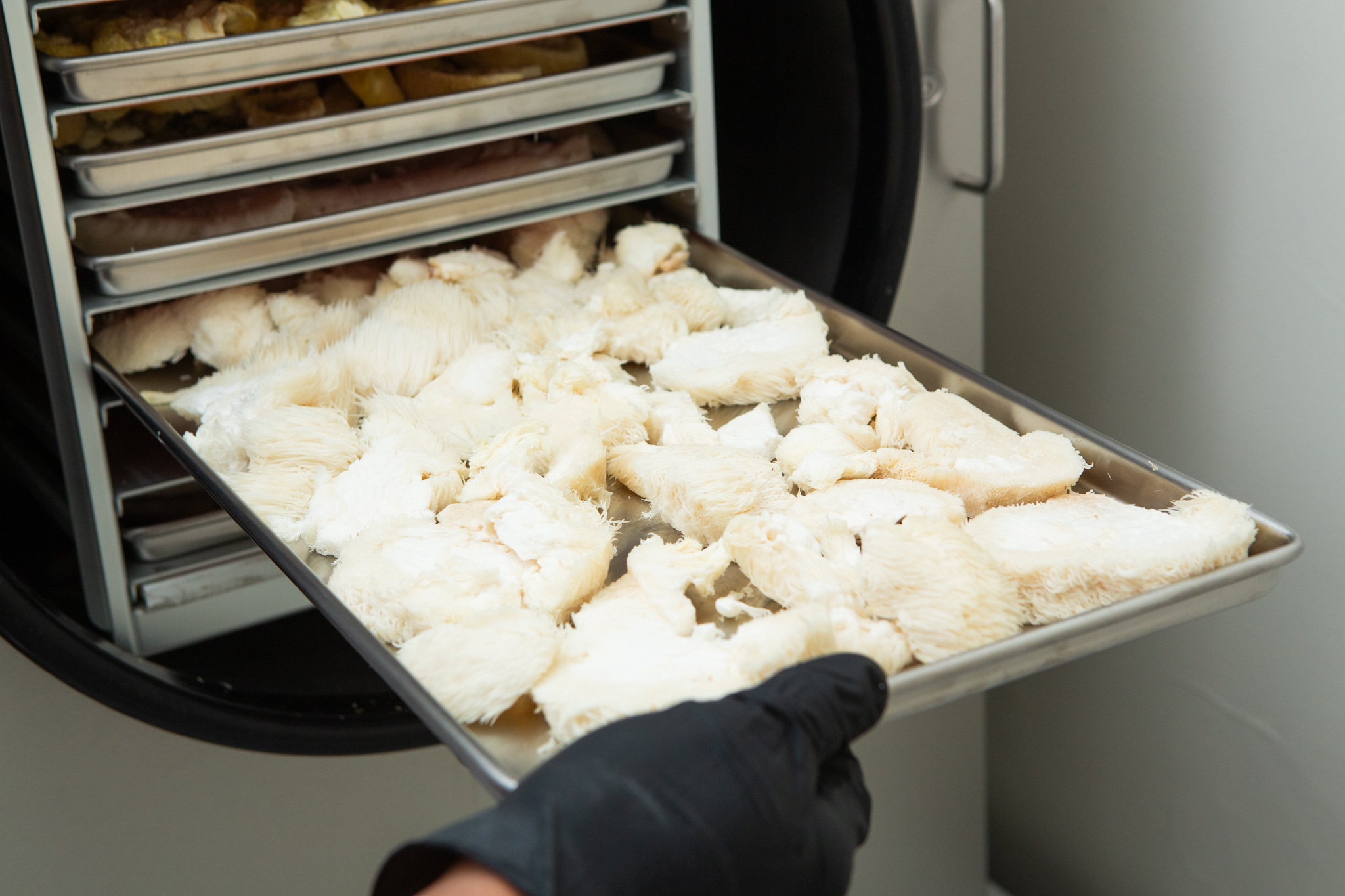 Australian grown Freeze Dried Lions Mane Mushroom (Powder) 100% fruiting body 3 A gloved hand places a tray of white Lion's Mane mushrooms into a multi-tray freeze drier to produce Freeze Dried Mushroom Lion's Mane.