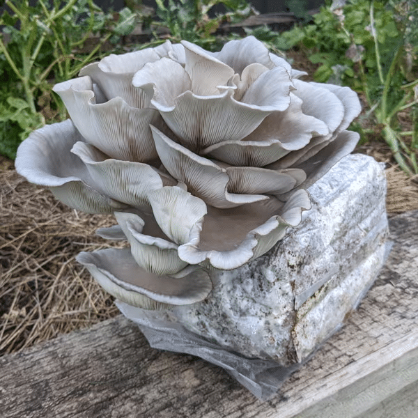 Mushroom Growing Kit Problems, Tips and Tricks 1 Grey oyster mushrooms growing in a cluster from a rectangular block on a wooden surface outdoors.