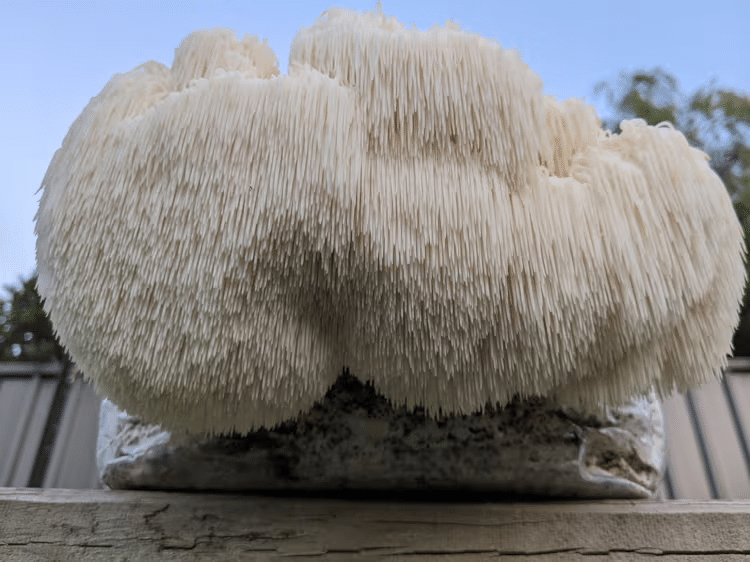 9 Potential Benefits of Lion's Mane Mushroom 1 Large Lion’s Mane Mushroom with long white spines growing on a block, outdoors against a blue sky—showcasing the potential benefits of Lion’s Mane Mushroom in its natural state.