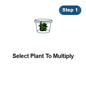 A small plant in a clear container with text: Step 1 Select Plant To Multiply.