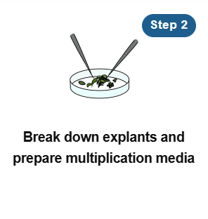 Petri dish with plant explants being dissected; text: Break down explants and prepare multiplication medium.