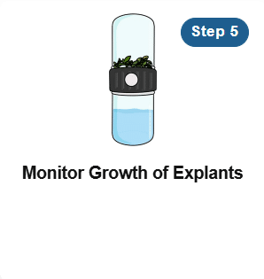 A screenshot of a plant growing.