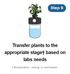 A plant in a jar of water above text: Step 6: Transfer plants to the appropriate stage† based on lab's needs.