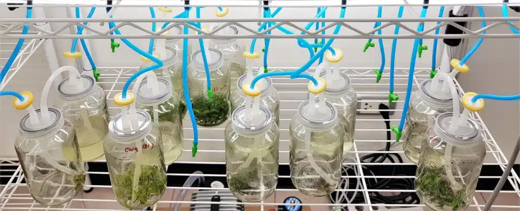 Glass jars with plants inside connected to blue tubes on a metal rack in a laboratory setting.