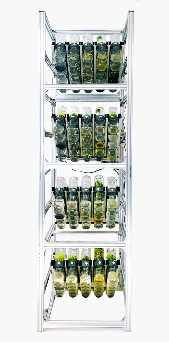 A metal rack holds five shelves of glass tubes, each containing various green and yellow plant samples.