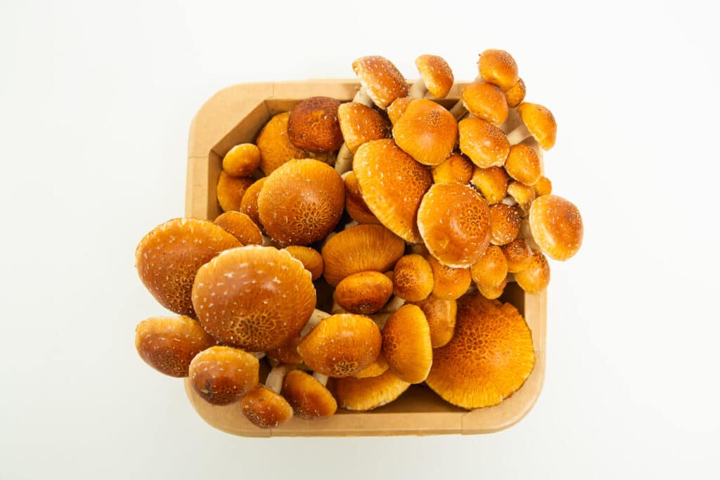 The Chestnut Punnet features clusters of small, orange-brown mushrooms arranged on a white background.