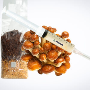 A syringe rests on a cluster of brown mushrooms next to a packet of grain substrate.